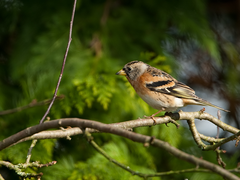 Fringilla montifringilla Keep Brambling